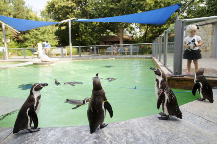 Breakfast with the Penguins